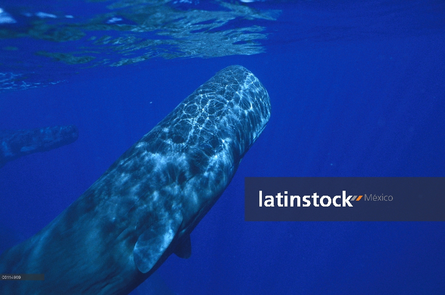 Cachalote (Physeter macrocephalus) adulto bajo el agua, Dominica