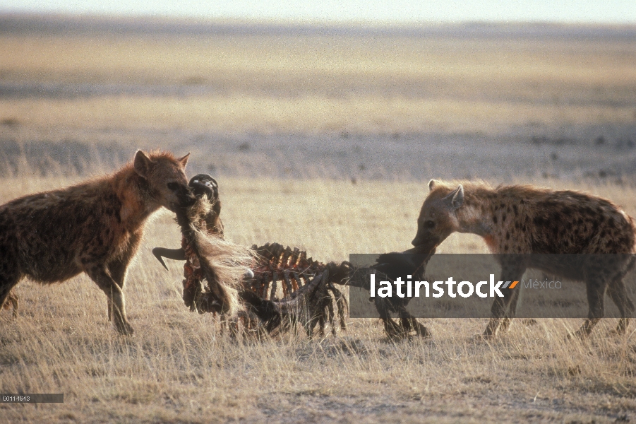 Par de hiena (Crocuta crocuta) manchado peleando por canal, Serengeti