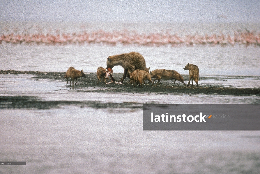 Visto hiena (Crocuta crocuta) alimentándose de Flamingo (Phoenicopterus sp) y chacales de lomo negro