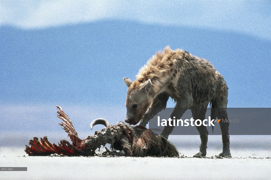 Visto hiena (Crocuta crocuta) alimentándose de canal ñu azul (Connochaetes taurinus), cráter del Ngo