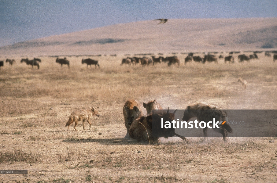 Visto grupo de hiena (Crocuta crocuta) atacando a los terneros de ñu azul (Connochaetes taurinus), S