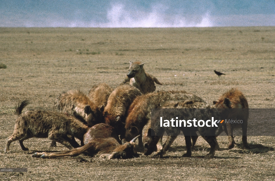 Visto pack de hiena (Crocuta crocuta) de alimentación en terneros de ñu azul (Connochaetes taurinus)