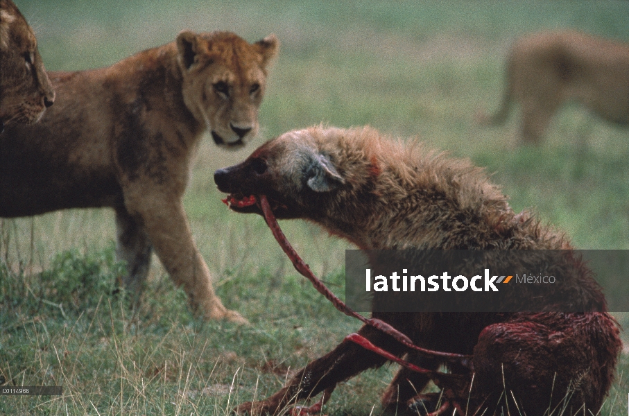 León africano (Panthera leo) grupo alrededor heridas manchado hiena (Crocuta crocuta), Parque Nacion