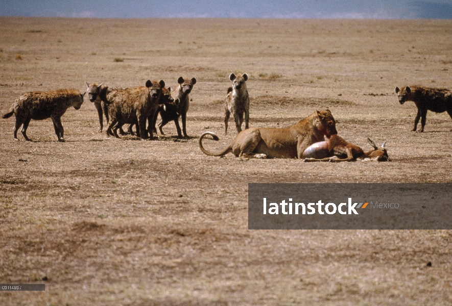 León africano (Panthera leo) de alimentación mientras que hienas manchado (Crocuta crocuta) intento 