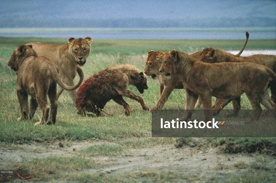 Hembras de León africano (Panthera leo) atacar visto hiena (Crocuta crocuta), Parque Nacional del Se