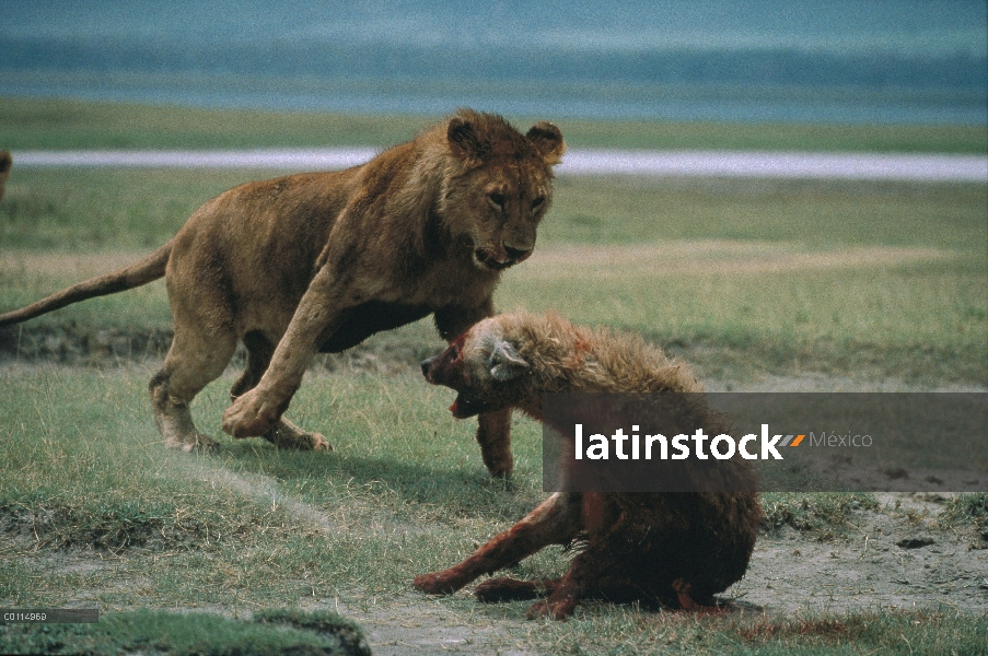 León africano (Panthera leo) mujer atacando herido manchado hiena (Crocuta crocuta), Parque Nacional