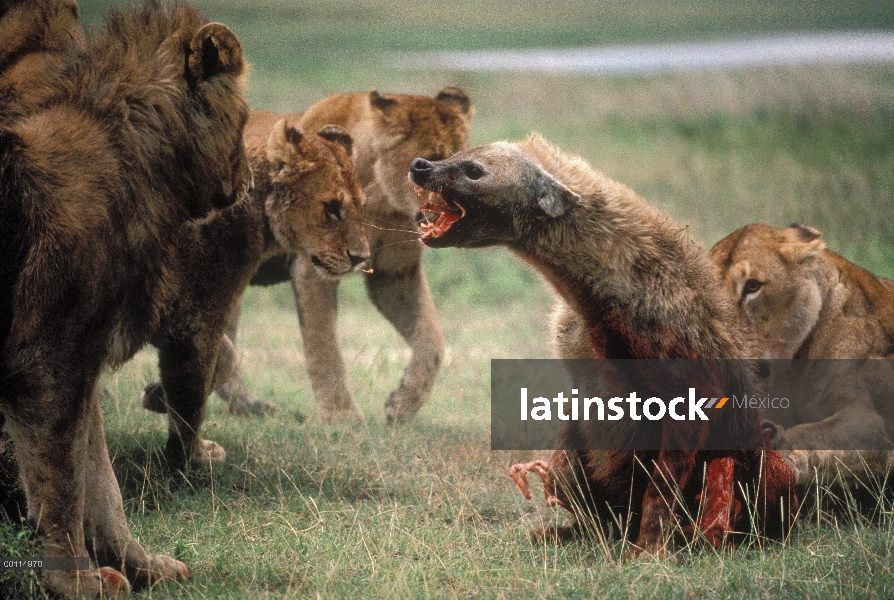 León africano (Panthera leo) hembras y jóvenes machos atacando y matando finalmente a un manchado hi