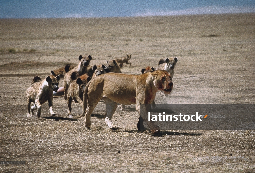 Visto grupo de hiena (Crocuta crocuta) persiguiendo a León africano (Panthera leo) mujer de matar, S