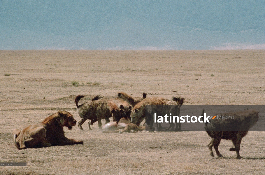 León africano (Panthera leo) viendo como manchado hiena (Crocuta crocuta) grupo alimenta de su matan