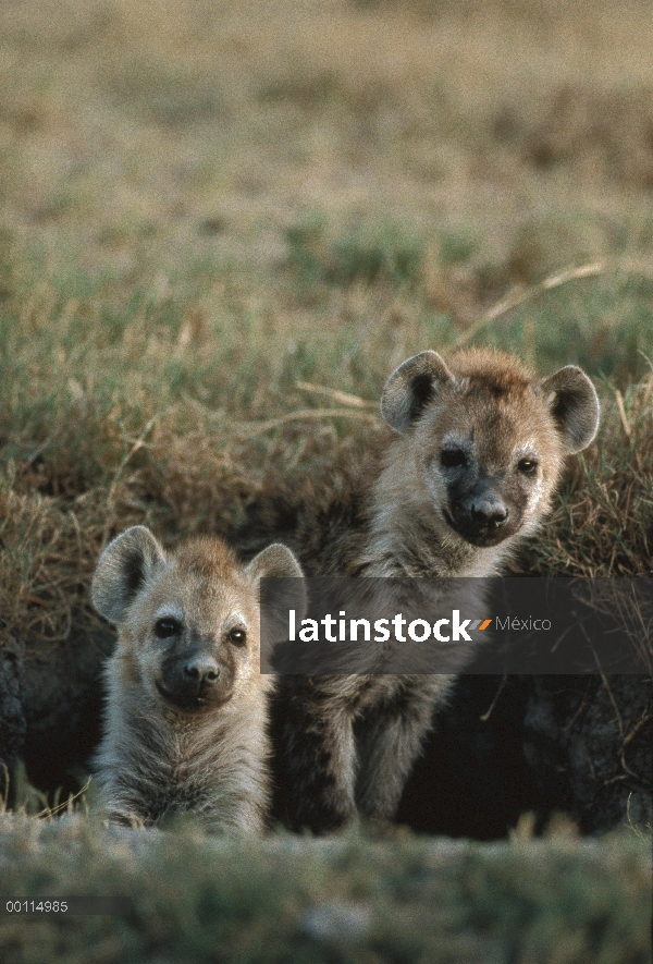 Dos cachorros manchados de hiena (Crocuta crocuta) en la entrada de la madriguera, Serengeti