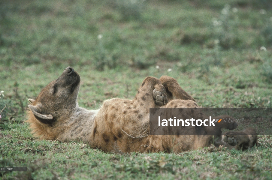 Hiena manchada (Crocuta crocuta) durmiendo en la espalda, Serengeti