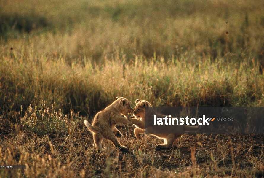 Cachorros de León africano (Panthera leo) jugando, Parque Nacional del Serengeti, Tanzania