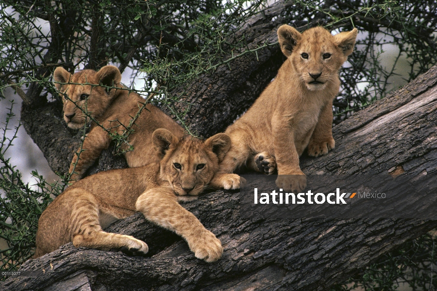 Cachorros de León africano (Panthera leo) en ladrón de árboles, Parque Nacional del Serengeti, Tanza