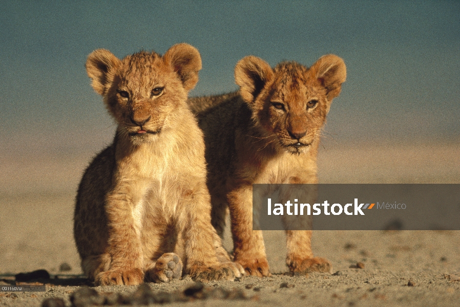 Cachorros de León africano (Panthera leo), Parque Nacional del Serengeti, Tanzania