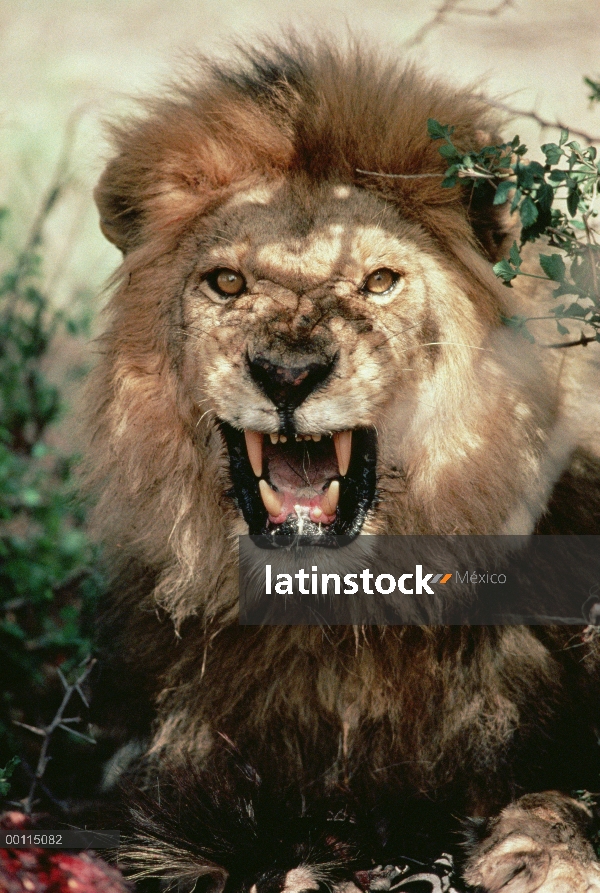 Macho León africano (Panthera leo) gruñendo, Parque Nacional del Serengeti, Tanzania