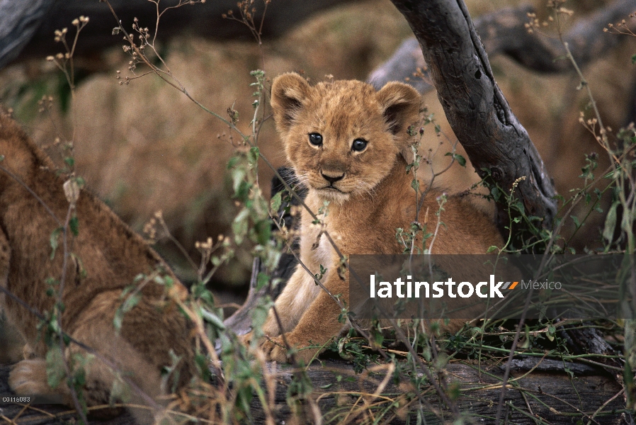 Retrato de cachorro de León africano (Panthera leo), Parque Nacional del Serengeti, Tanzania