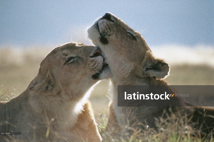 Hembras de León africano (Panthera leo) de la preparación, Parque Nacional del Serengeti, Tanzania