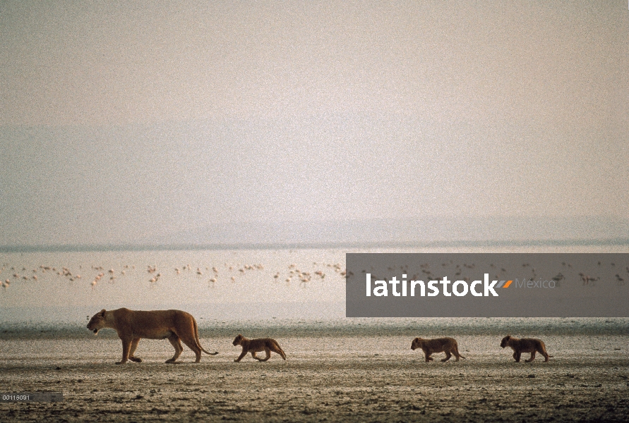 León africano (Panthera leo) madre y cachorros, Parque Nacional del Serengeti, Tanzania