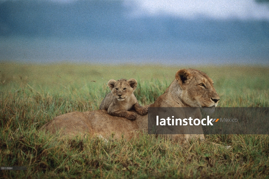 León africano (Panthera leo) madre y cachorro, Parque Nacional del Serengeti, Tanzania