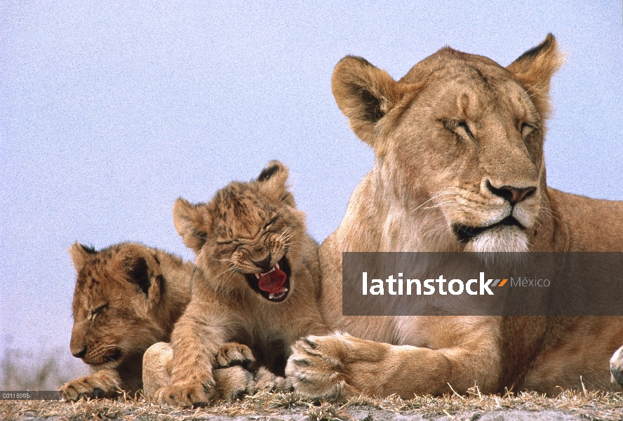 León africano (Panthera leo) madre y cachorro bostezar, Parque Nacional del Serengeti, Tanzania