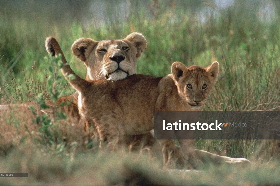 León africano (Panthera leo) madre y cachorro, Parque Nacional del Serengeti, Tanzania