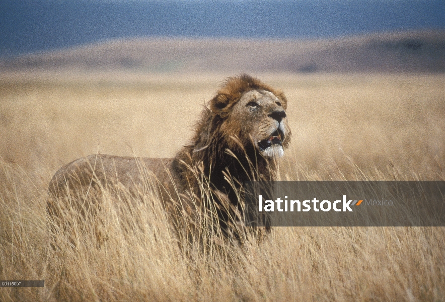 Pie macho León africano (Panthera leo) en el pasto mirando hacia el cielo, Parque Nacional del Seren