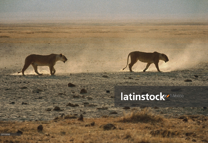 Hembras de León africano (Panthera leo) cruzando llanuras secas, Parque Nacional del Serengeti, Tanz