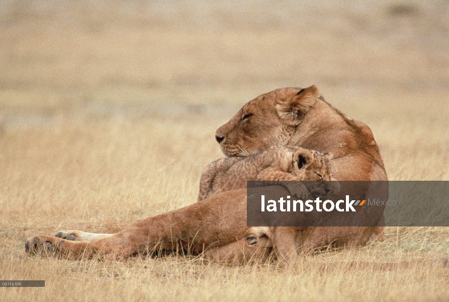 León africano (Panthera leo) madre y cachorro durmiendo, Parque Nacional del Serengeti, Tanzania