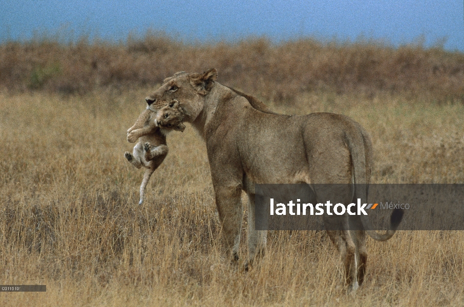 León africano (Panthera leo) madre transporte cub, Parque Nacional del Serengeti, Tanzania