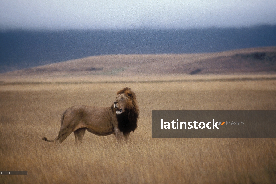 Macho León africano (Panthera leo) en llano, Parque Nacional del Serengeti, Tanzania