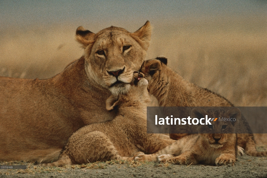 Cachorros de León africano (Panthera leo) acariciando la madre, Parque Nacional del Serengeti, Tanza