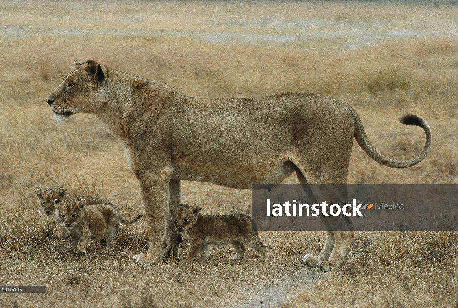 Madre de León africano (Panthera leo) y tres cachorros, Parque Nacional del Serengeti, Tanzania