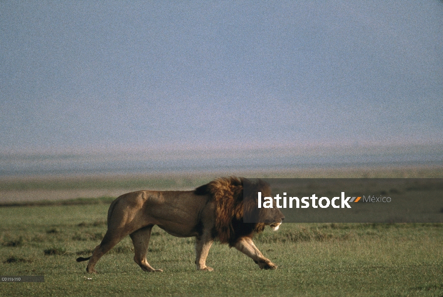 Macho León africano (Panthera leo) caminando por la sabana, Parque Nacional del Serengeti, Tanzania