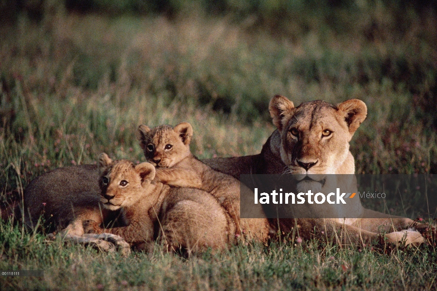 León africano (Panthera leo) madre y dos cachorros, Parque Nacional del Serengeti, Tanzania