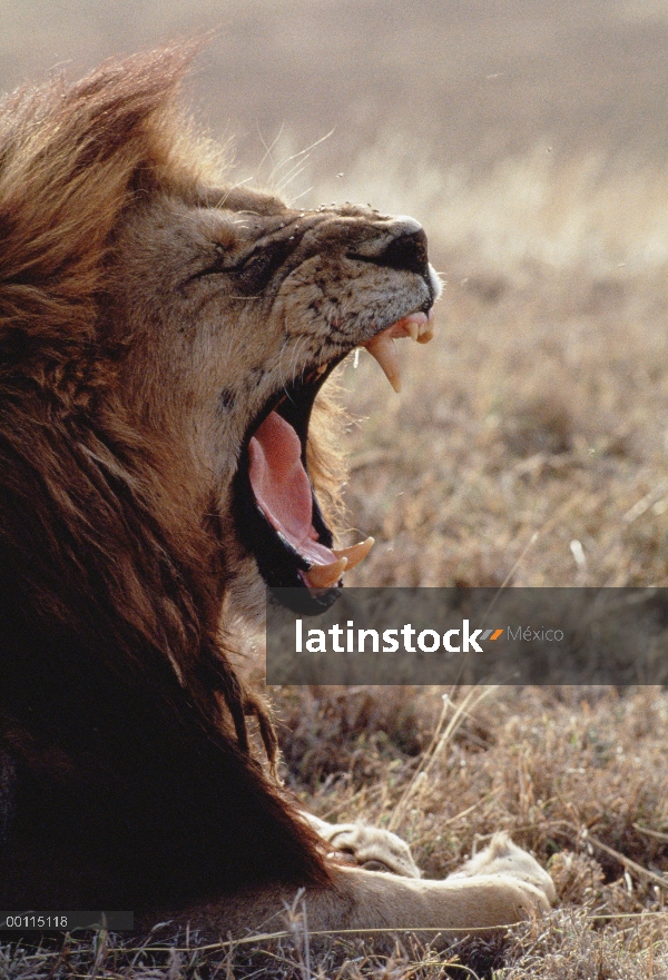 Macho León africano (Panthera leo) bostezo, Parque Nacional del Serengeti, Tanzania