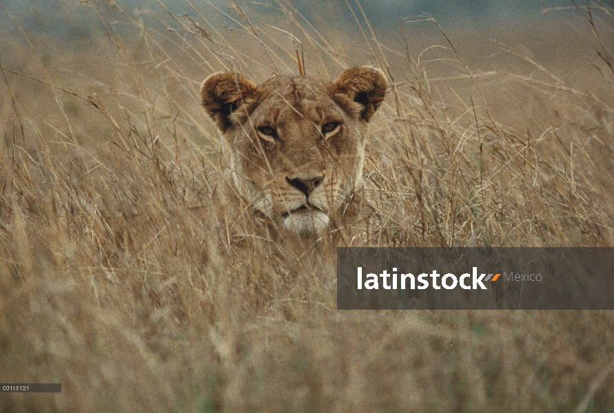 Mujer de León africano (Panthera leo) camuflada en hierba, Parque Nacional del Serengeti, Tanzania