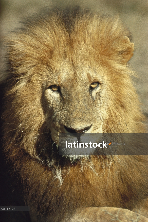 Hombre León africano (Panthera leo), Parque Nacional del Serengeti, Tanzania