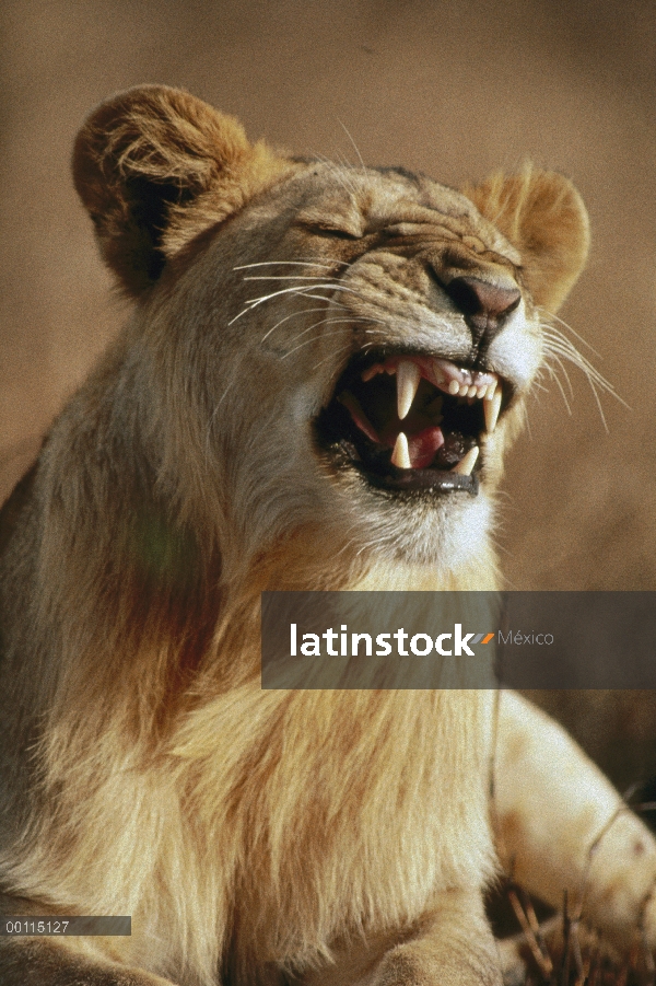 León africano (Panthera leo) juvenil hombre snarling, vulnerables, Serengeti