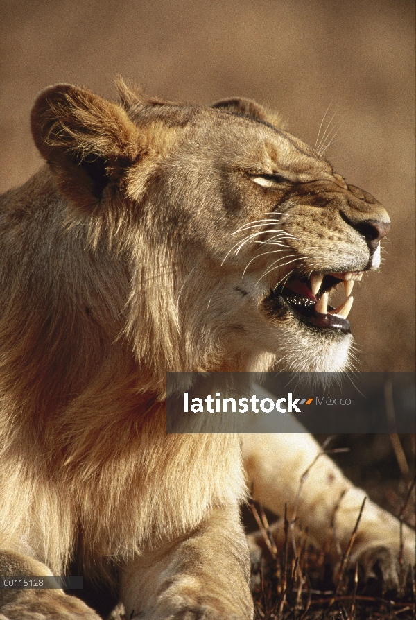 Hombre juvenil León africano (Panthera leo) tironeo, Parque Nacional del Serengeti, Tanzania