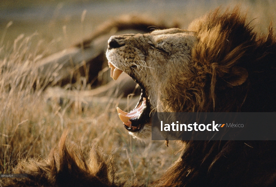 Macho León africano (Panthera leo) el rugir, Kenia