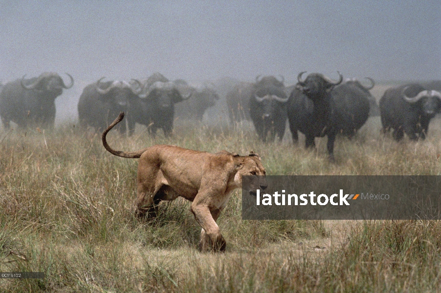 Manada de búfalo de cabo (caffer de Syncerus) persiguiendo a León africano (Panthera leo) mujer, Par