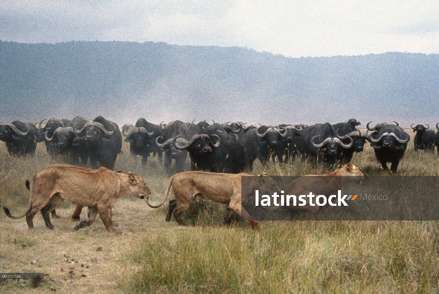 Manada de búfalo de cabo (caffer de Syncerus) persiguiendo a las hembras de León africano (Panthera 