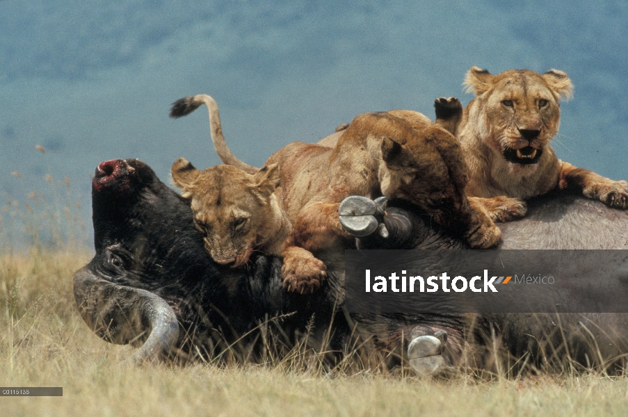 Hembras de León africano (Panthera leo) matando a búfalo de cabo (caffer de Syncerus), Parque Nacion