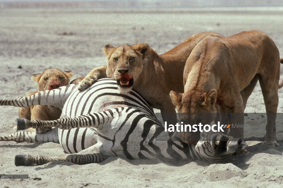 Las hembras de León africano (Panthera leo) matando cebra de Burchell (Equus burchellii), Parque Nac