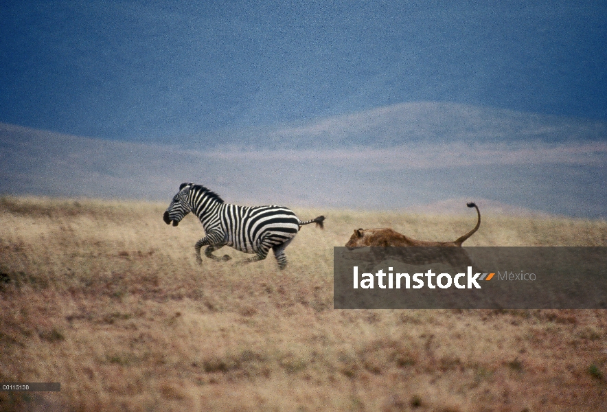 Mujer de León africano (Panthera leo) persiguiendo a la cebra de Burchell (Equus burchellii), Parque