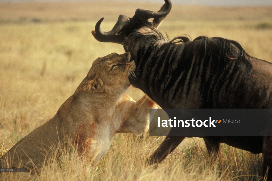 Asesinato mujer León africano (Panthera leo) ñu azul (Connochaetes taurinus), Parque Nacional del Se