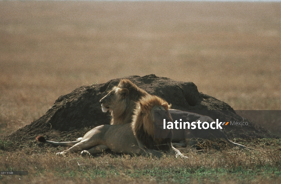 Machos de León africano (Panthera leo) descansando cerca de montículos de termitas, Parque Nacional 