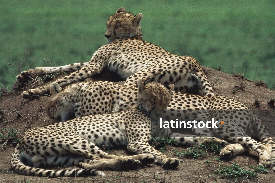 Trío de guepardo (Acinonyx jubatus) descansando en la cima de montículos de termitas, Serengeti, Tan