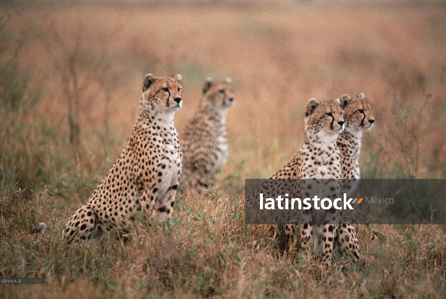 Grupo guepardo (Acinonyx jubatus) sentado en la hierba seca, Serengeti, Tanzania