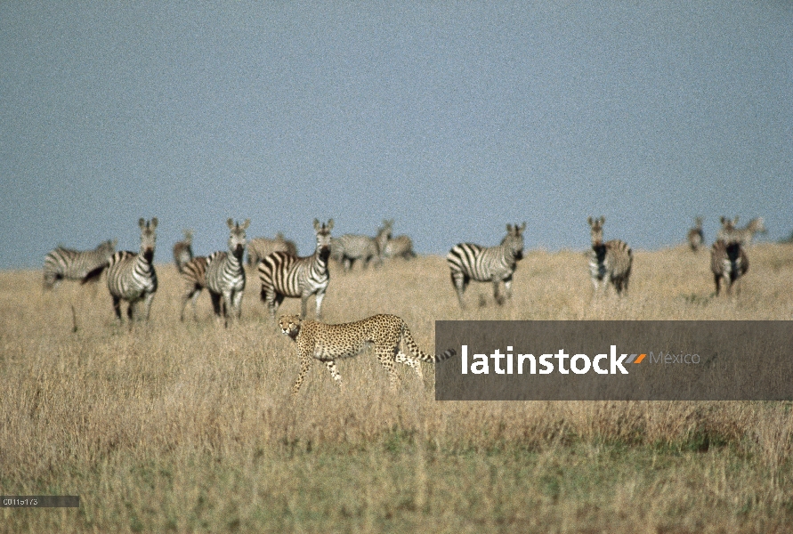 Guepardo (Acinonyx jubatus) acoso de Burchell cebra (Equus burchellii), Serengeti, Tanzania